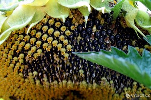Čerstvá slunečnicová semínka, autor: opticalreflex