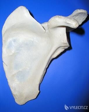 Při osteoporóze se v kostech vytvářejí drobné otvory. Autor: Palica