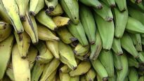 Zeleninový banán, novinka na našem stole