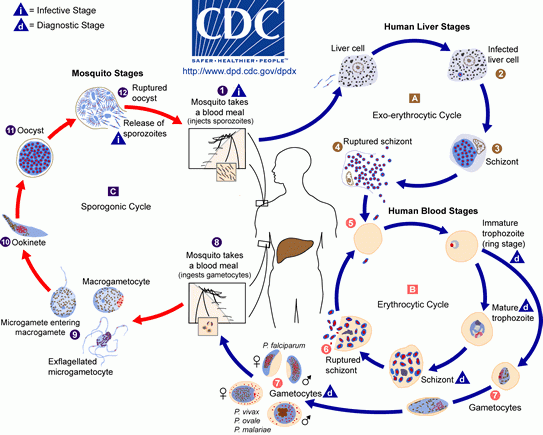 Cyklus nákazy malárie, autor: medicalgroup