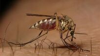 Horečka dengue jako tropická epidemie