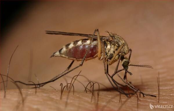 Tropickou horečku způsobuje kousnutí komárem, autor: naturesss